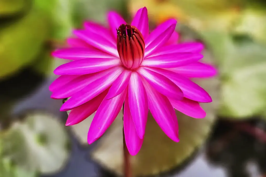 Leuchtend rosafarbene Lotusblüte in voller Blüte über einem Seerosenteich – Symbol für Reinheit und spirituelles Erwachen.