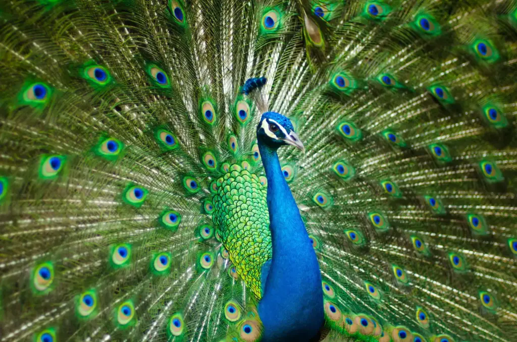 Pfau